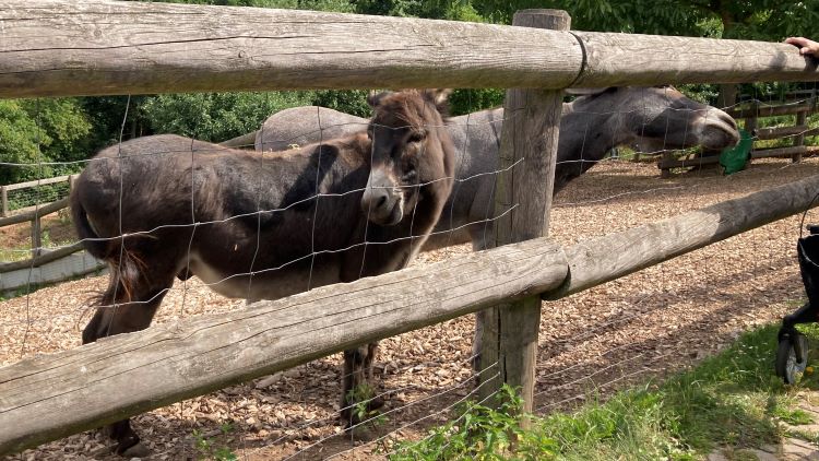 Esel auf Gut Herbigshagen