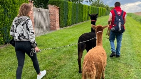 Ausflug der Pflegeteams zur den Alpakas in Nesselröden.