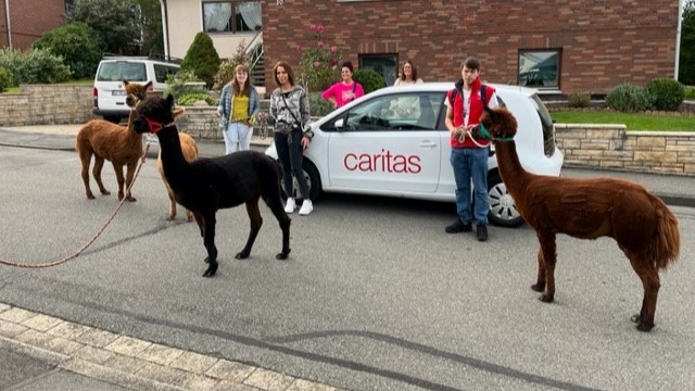 Ausflug der Pflegeteams zur den Alpakas in Nesselröden.